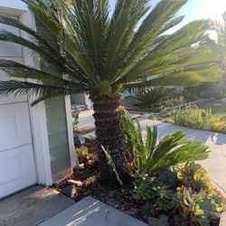 Sago Palm