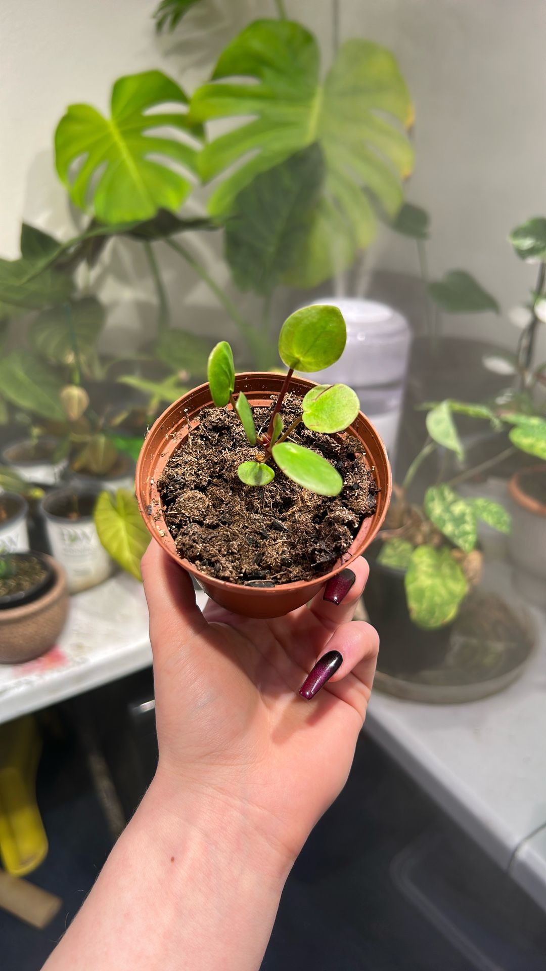 Chinese Money Plant - Pilea peperomioides