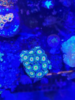 Coral Frag  (fake)