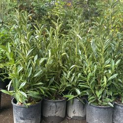 Big Skip Laurel Bushes —