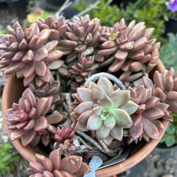 Different Kinds Of Assorted Arrangements- Mixed & Solid