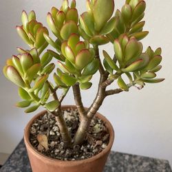 Jade Plant Pot
