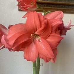Ballerina Amaryllis Rare Double Hippeastrum Lily Flower Plant in Terracotta Planter
