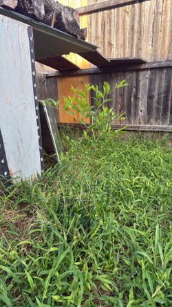 Jujube plant
