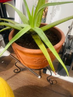Aloe vera plant with vase