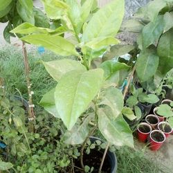 2n1🍋Lemon Tree (Eureka)