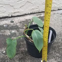 Golden Violin Philodendron Plant,  Live 