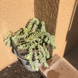 Donkey tail Plant