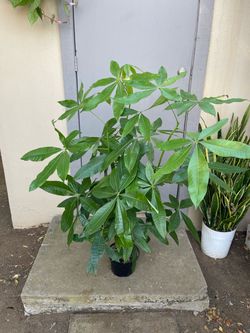 Pachira Braided Money Tree Plant 8” Pot