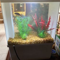 Fish Tank With Fighting Fish And Decorations 