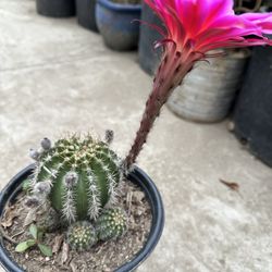 Cactus