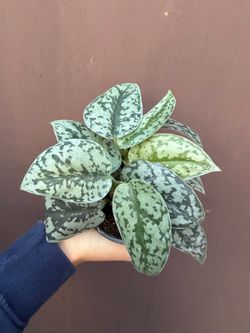 4” Scindapsus silver lady