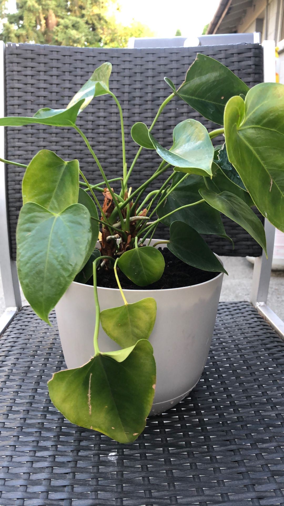 Indoor Plant