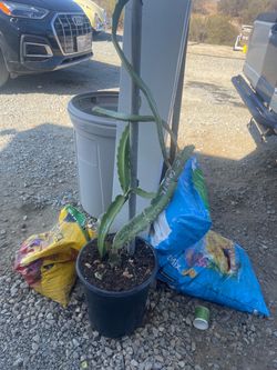 Dragon fruit tree