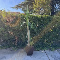 7.3 ft Artificial Potted Desert Plant Arrangement | Arreglo de Plantas de Desierto Artificial en Maceta de 7.3 pies