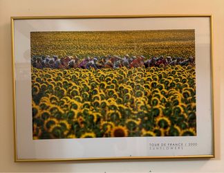 Tour de France Sunflowers Framed Poster