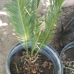 Palm Tree 