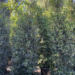 Ficus Nitida Privacy Hedges 25gallon