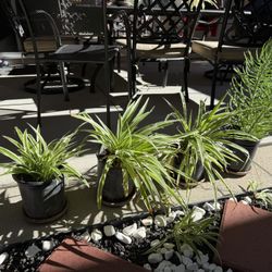 Spider Plant and succulent Plant