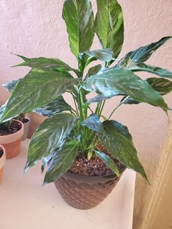 Peace lily