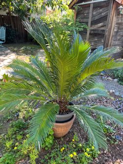 Garden Plants for sale