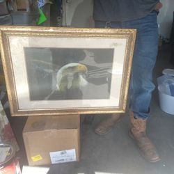 Eagle Picture