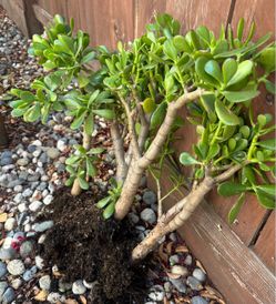 Large Healthy Groupings of Jade Succulent Plants-$20 each