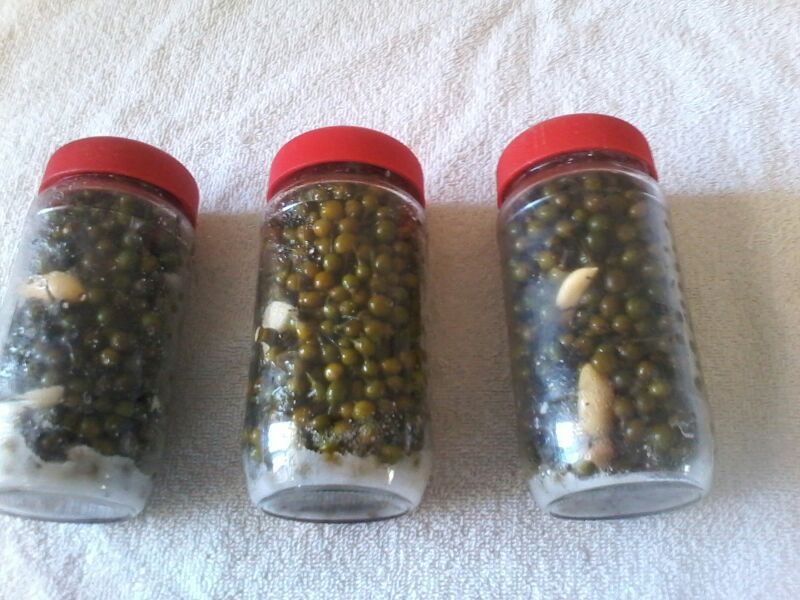 Chiltepin verde curtido
