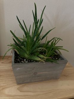 Aloe plant
