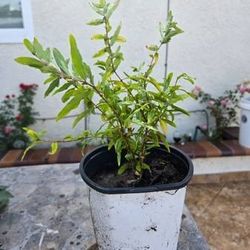Pomegranate Plant