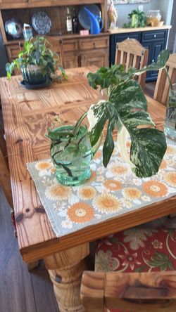Monstera Alba babies for sale