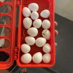 Fresh Eggs