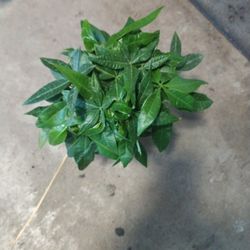 Money Tree 