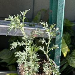 Planta De Estafeate