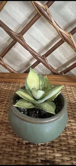 Agave Aplanata-Cream