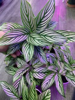 4” Pot Size: Calathea Vittata Maranta Prayer Plant; $13 Each