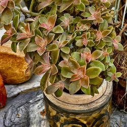 Succulents Cactus Euphorbia /some Free Cuttings