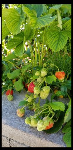 Strawberry plant