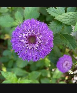 *$1 to $3* Brazilian Button Plants * Purple Flower *See Pictures
