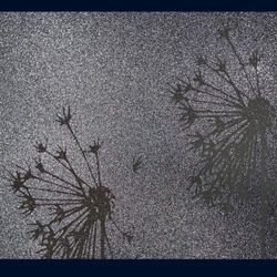 Frosted Window Film 12 Rolls Available. . Brand New.