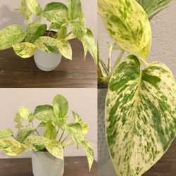 Marble Queen Pothos Indoor Plant Live