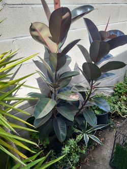 Rubber plant tree 5 feet tall by 3 feet wide.