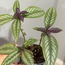 Persian shield