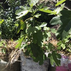Fig Tree Turkish Organic Tree