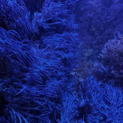 Coral: Xenia, saltwater reef (Irvine)