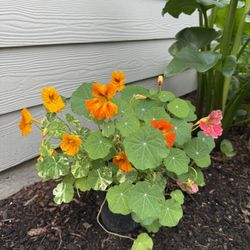 Nasturtium Blooming Beauty In Pots Climbing Type 