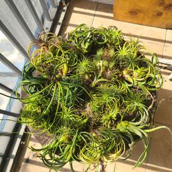 Air Plant Collection 
