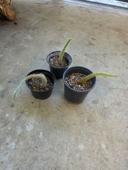 Monkey tail cactus