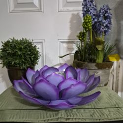 Purple Solar Succulent 