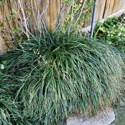 Giant Mondo Grass Tap See More for All Info. 